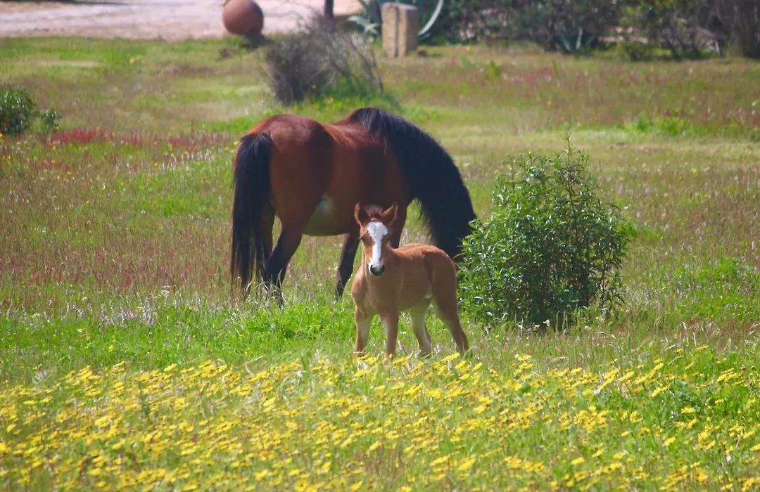 Herdade Monte Do Sol-1