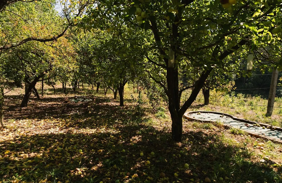 Quinta Do Pomarinho - Arouca-1