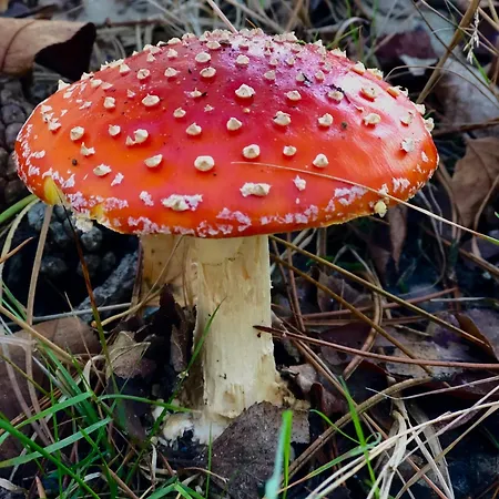 Het Natuurhuisje op de Veluwe-3