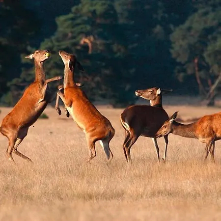 Vakantievilla Q12 Beekbergen De Veluwe-2