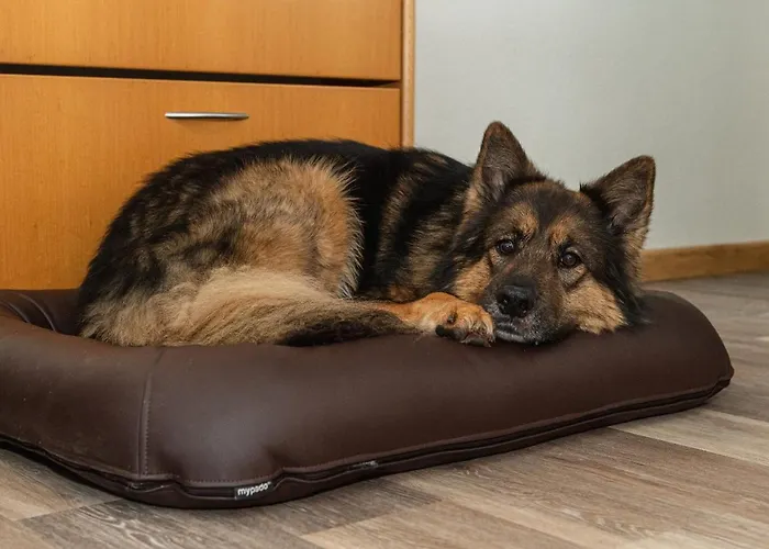 Rügener Ferienhäuser am Hochufer