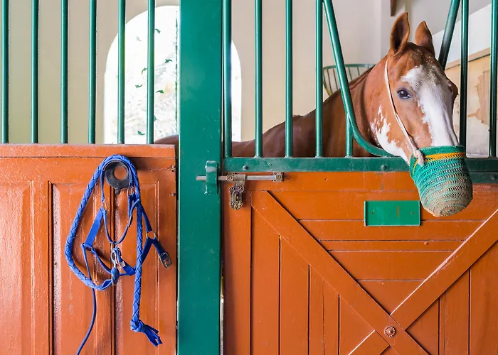 Melia Desert Palm Member Of Melia Collection