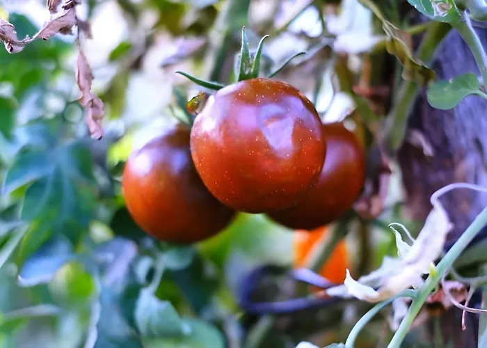 La villa: Luna D'Agerola