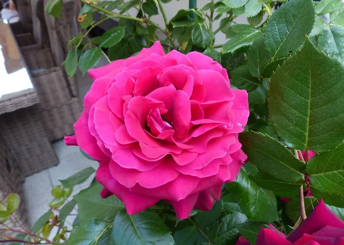 Ferienhaus Rose & Lavendel