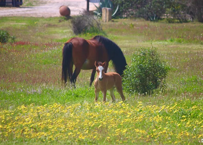 Herdade Monte Do Sol