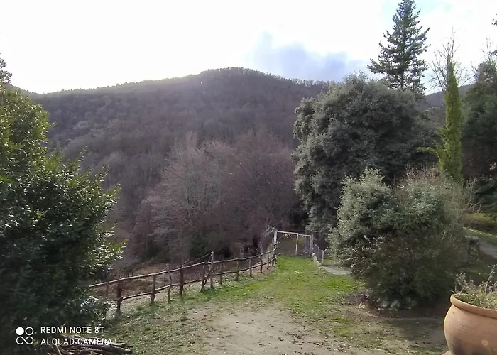 El Buxaus De La Muntanya