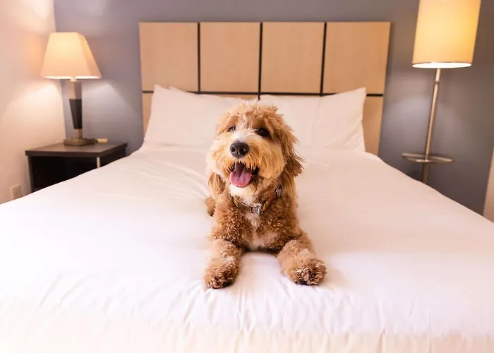 Luxury hotel only: Sonesta Simply Suites Phoenix Glendale