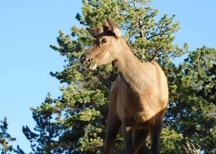 Coyote Mountain Lodge