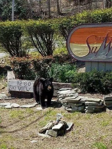 Mountain Condo